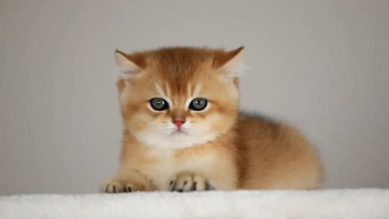 Kedi sahipliği ile şizofreni riski arasında bağlantı iddiası
