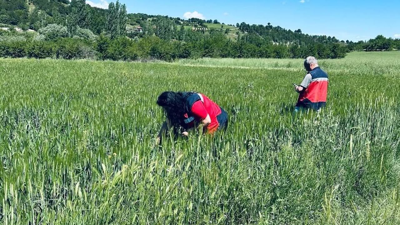 Kütahya Pazarlar'da hububat alanlarda fenolojik gözlem
