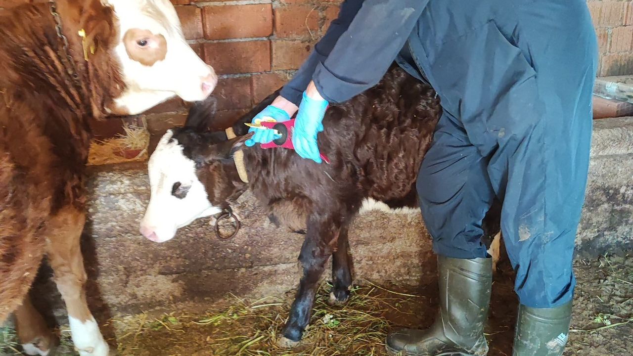 Kütahya Şaphane'de büyükbaş hayvanlar kimliklendirildi