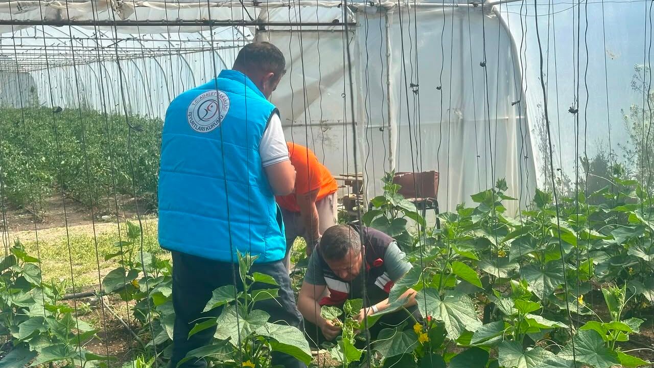 Kütahya Tavşanlı cezaevi serasında tarımsal incele