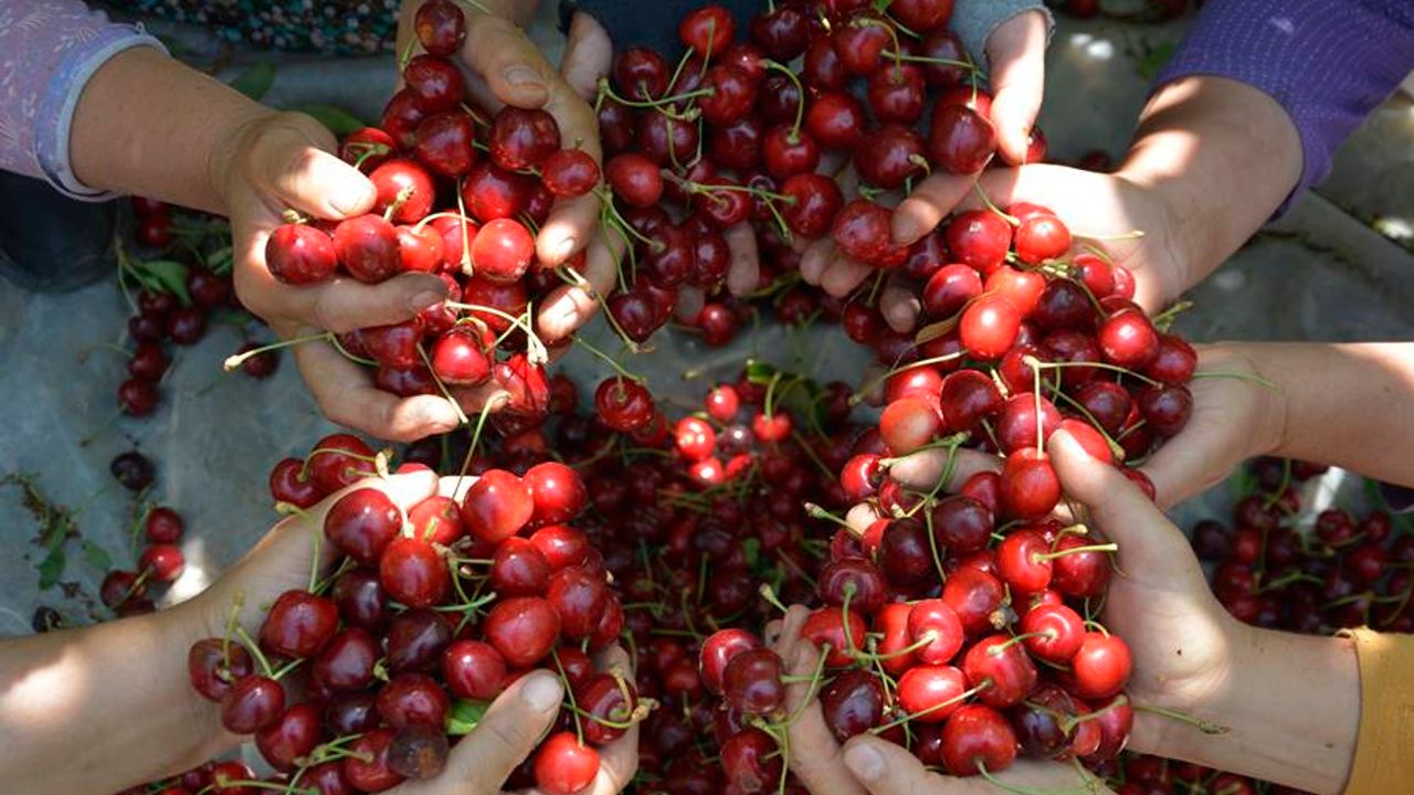 Demirci'nin iri taneli kirazı kalitesi ve fiyatıyla üreticileri memnun etti