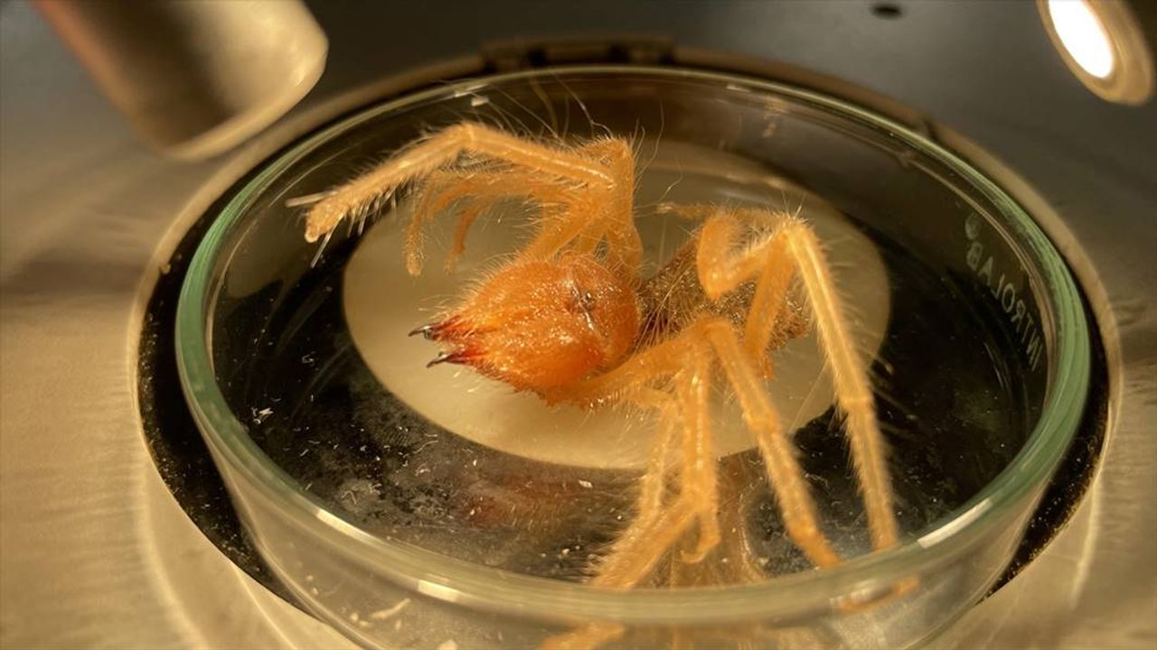 Prof. Dr. Hakan Demir'den "sarıkız" ısırığı uyarısı