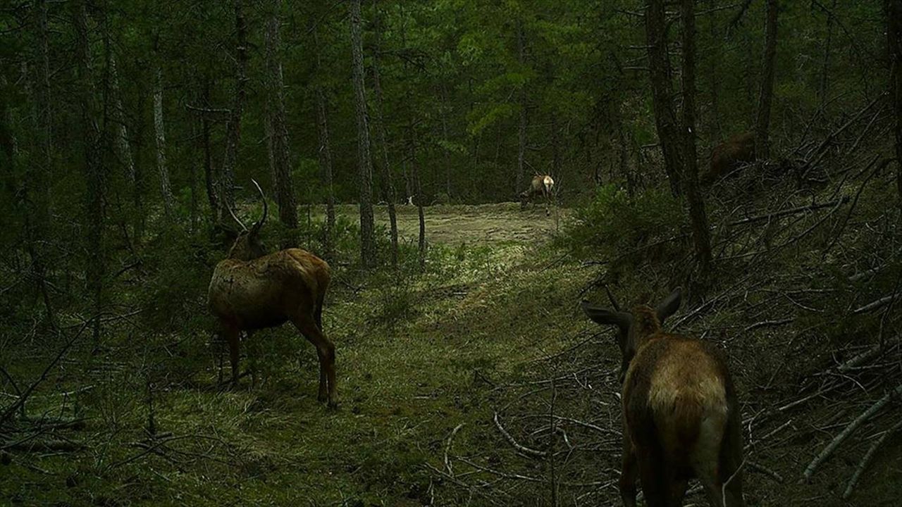 Bolu'da yaban hayatı ve kaçak avcılar 19 fotokapanla takip ediliyor