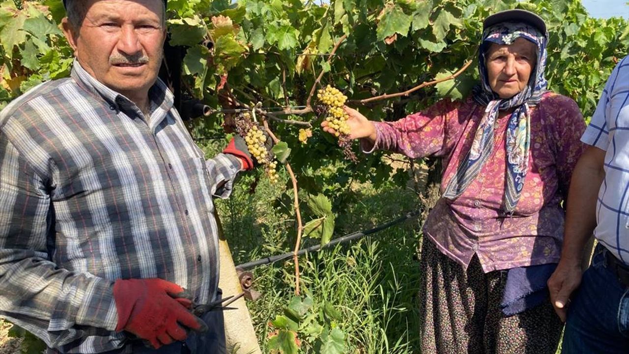 Düzensiz yağış nedeniyle Alaşehir'de üzüm bağlarını "mildiyö" sardı