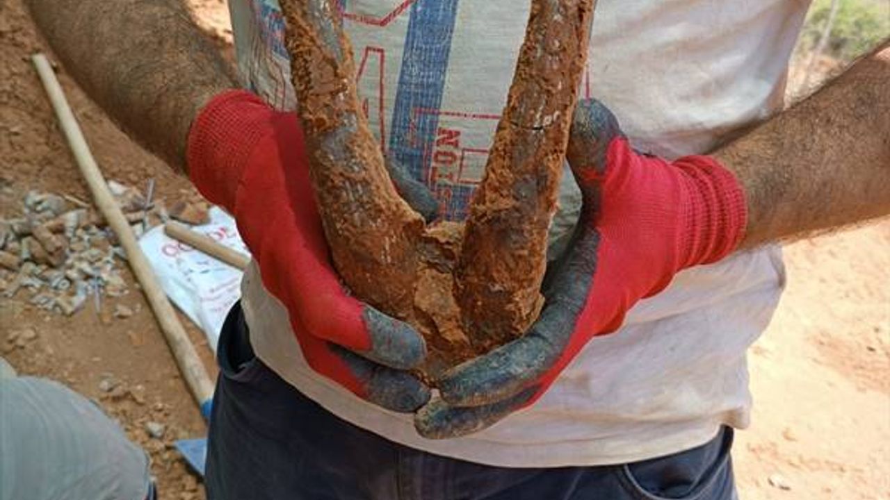 Denizli'de 9 milyon yıl öncesine ait hayvan fosilleri bulundu