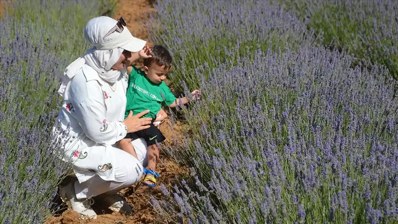 Karabük ve Sakarya'da çiçek açan lavanta bahçeleri ziyaretçilerini ağırlıyor