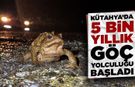 Kütahya’da kurbağaların binlerce yıllık göç yolculuğu başladı