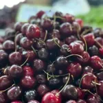 Türkiye'nin yaş meyve ihracatında 7 aylık rekor