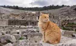 Efes Antik Kenti, ziyaretçi rekoru kırdı