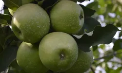 Elma kabuğunun faydaları kırmızı etten 100 kat güçlü
