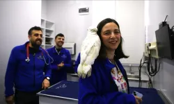 Veterinerlerle dans eden papağan sosyal medyanın gözdesi oldu