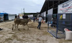 Kütahya’da hayvan pazarları kapatıldı