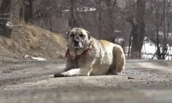 Sahipsiz köpekler toplanıyor, sahipli köpekler kimliklendiriliyor