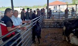 Kütahya Gediz'de hayvan pazarı denetlendi