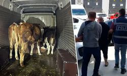 Kütahya'da hayvan hırsızları yakalandı