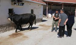 Kütahya’da kurbanlık alışverişi hareketliliği arttı