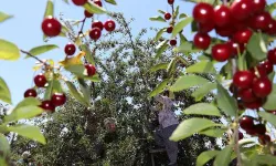 Antioksidan deposu vişnenin bilimsel olarak kanıtlanmış