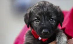 Köpeği severken, tırmalama sonucu hayatını kaybetti