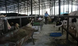 Kütahya’da hayvan üreticilerine müjdeli haber
