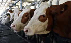 Nisan ayında süt ve süt ürünleri üretiminde artış görüldü