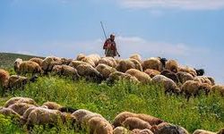 Çoban Sorunu İçin Yeni Adım: Yabancı Çobanlara Çalışma İzni Başladı