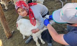 Kütahya Emet’te küpeleme ve aşılama uygulaması yapıldı