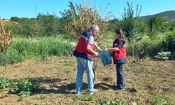 Kütahya Pazarlar’da kiraz ve vişne üretim alanında inceleme