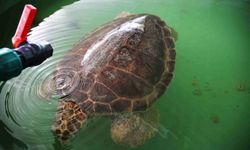 Caretta Tuba ikinci kez dünya turuna çıkıyor