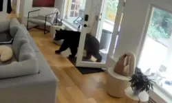 Kanada’da küçük köpek, eve giren ayıyı korkutup kaçırdı