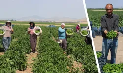 Kütahyalı çiftçi, yetişmez denilen arazide günde 14 ton biber üretiyor