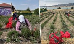 Kütahya’nın lavanta ürünleri yurt dışına ihraç ediliyor