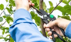 Mart ayında budamanız gereken 3 önemli bahçe bitkisi