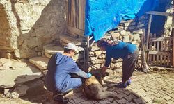 Şaphane’de hayvan sağlığı için aşı uygulaması