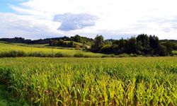 Simav'da büyük alan satışa çıktı: Mahkeme bu rakamı getirene satılacağını duyurdu