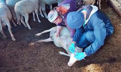 Kütahya Şaphane’de küçükbaş hayvanlara brucella aşısı