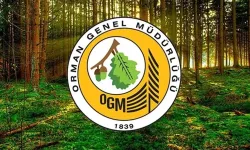 Orman Emvali İstifleme İşi