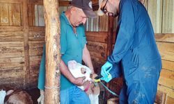 Kütahya Şaphane’de hayvan sağlığı çalışmaları devam ediyor