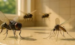 Sinek ve böceklerin baş düşmanı bitki: Evine alan rahat ediyor