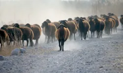 Ağrı Dağı eteklerinde damızlık morkaraman yetişiyor