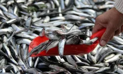 Aralık ayının en faydalı balıkları açıklandı