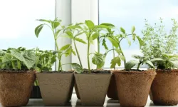 Bu 9 meyveyi saksıya dikin! Evde bile hasat veriyor