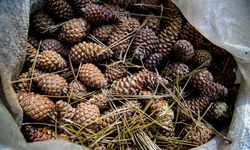 Bursa Uludağ’da Kozalaktan Pekmez