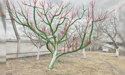 Doğru budama, meyve ağaçlarında verimi yıllarca belirliyor