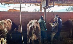 Kütahya Altıntaş’ta büyükbaş hayvanlara aşı yapıldı