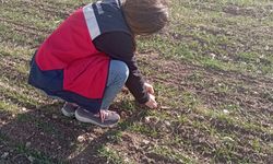 Kütahya Aslanapa'da tarlalarda fenolojik gözlem yapıldı