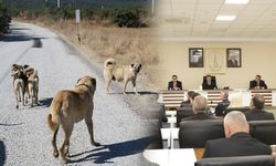 Kütahya’da toplanan sahipsiz hayvan sayısı açıklandı