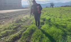 Kütahya Emet’te buğday tarlalarında fenolojik izleme