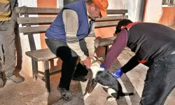 Kütahya Emet’te kedi ve köpeklere kuduz aşısı uygulandı