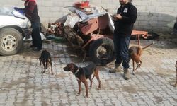 Kütahya Emet’te kedi ve köpeklere mikroçip ve kuduz aşısı