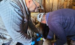 Kütahya Emet’te küçükbaş hayvanlarda aşılama sürdürülüyor